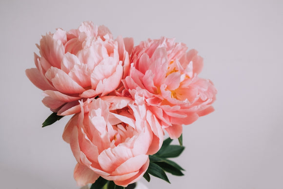 Coral Charm Peony Flowers