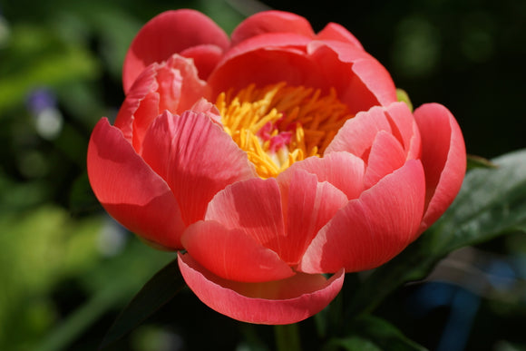 Peonies Coral Charm