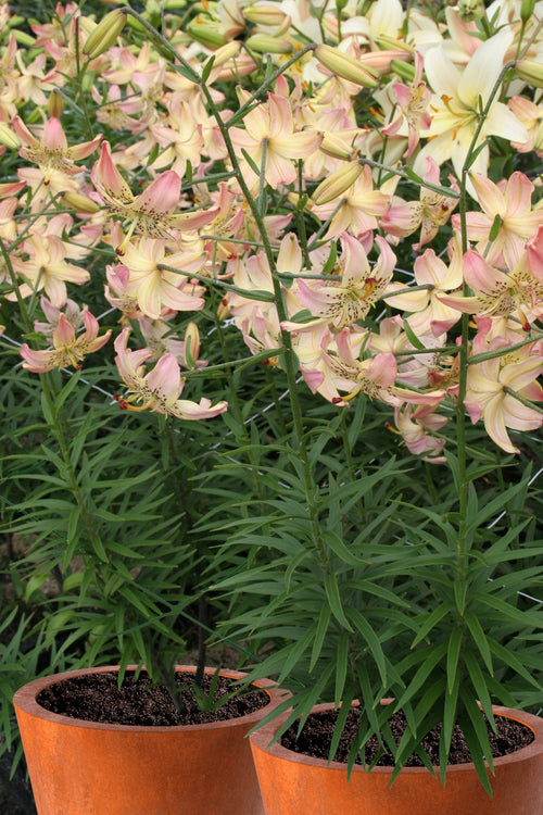 Lily Corsage in pots