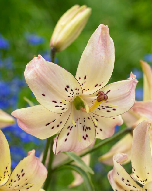 Lily Bulbs Corsage Lilies