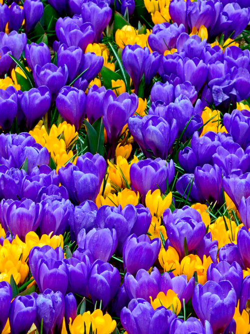 Purple and yellow crocus bulbs mix by DutchGrown