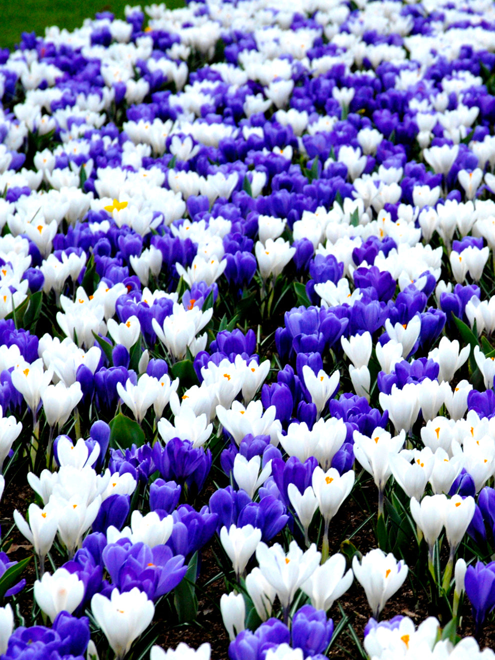 Crocus white - bulbes de fleurs x30 - blanc - floraison précoce