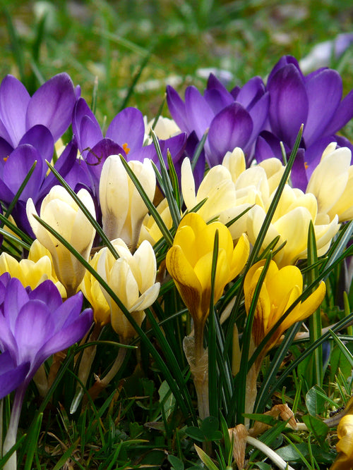 Botanical Crocus Mixed (Snow Crocus)