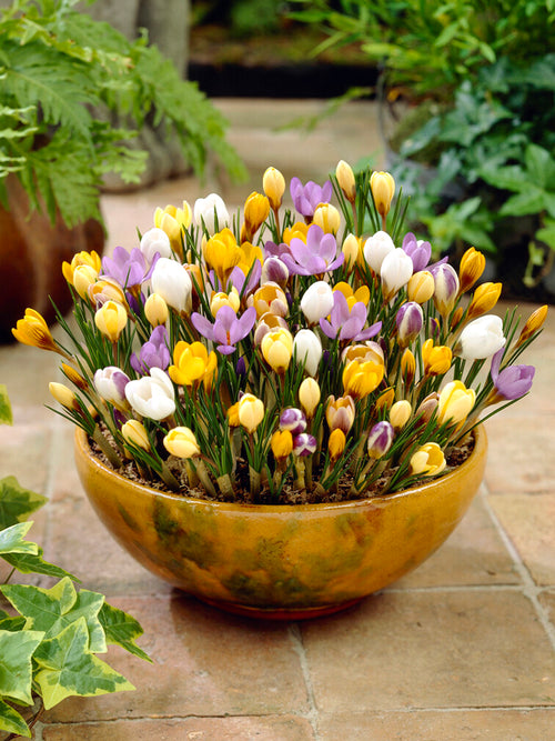 Botanical Crocus Mixed (Snow Crocus) Mixed colors