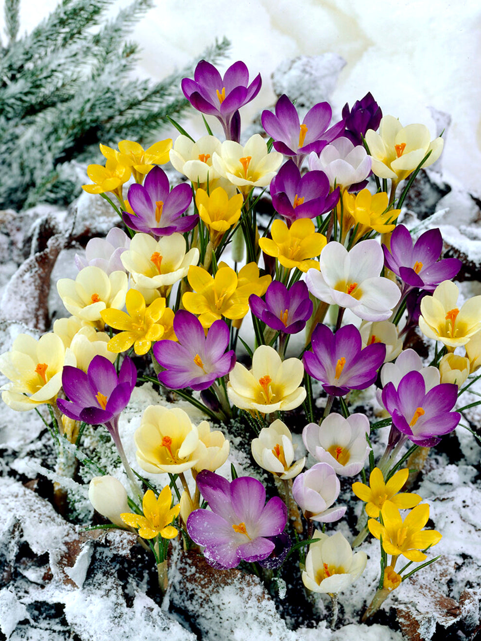 Red Crocus Spring Bulbs