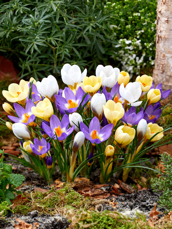 Botanical Crocus Mixed (Snow Crocus) in the garden