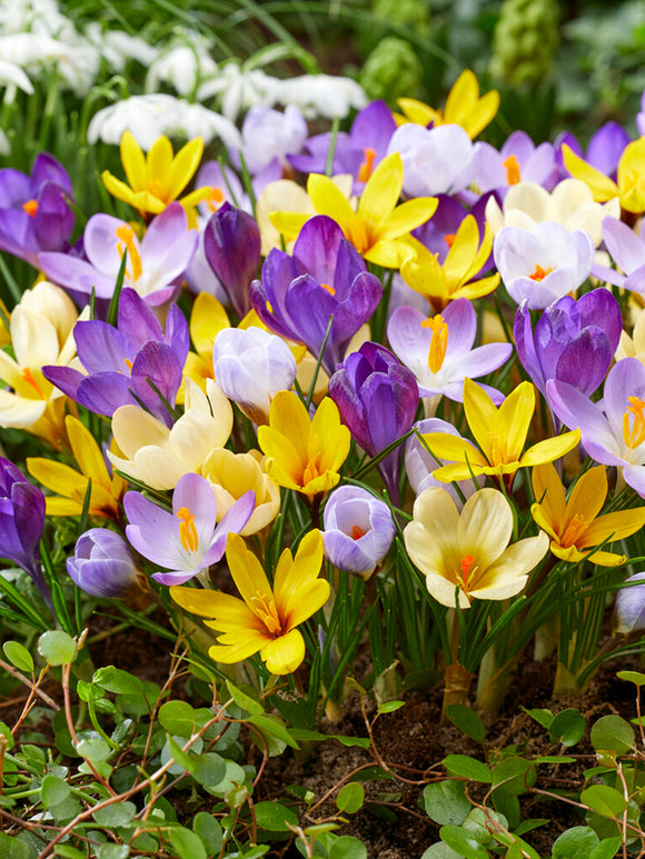 Botanical Crocus Mixed (Snow Crocus) mixed colors DutchGrown