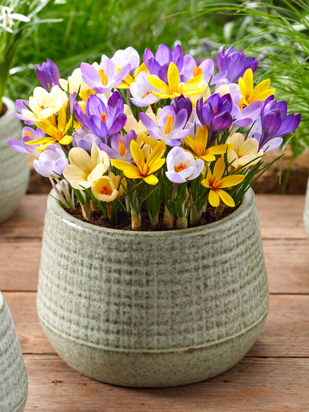 crocus indoor plant pots Crocus Botanical Mixed Bulbs, Mixed - 25 Bulbs