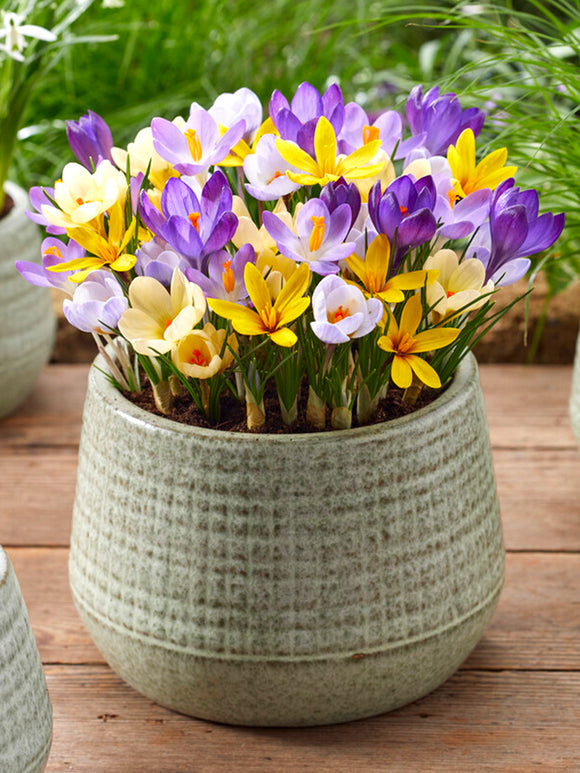 Botanical Crocus Mixed (Snow Crocus) in pot