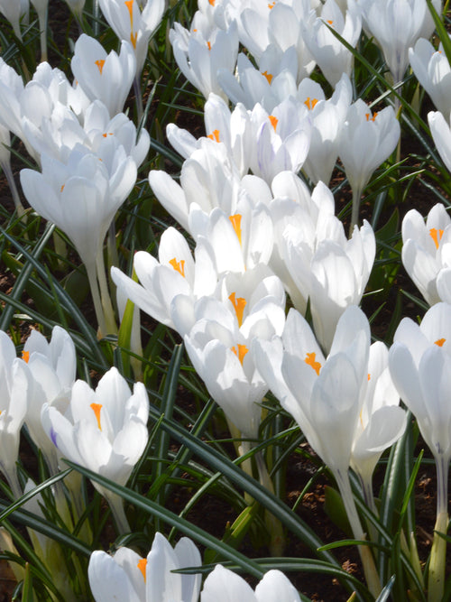 White crocus flower bulbs Jeanne D'arc