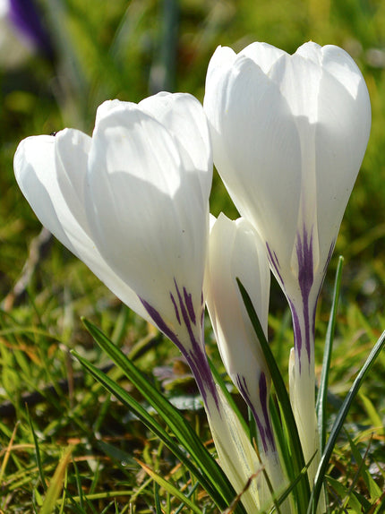 Crocus Bulbs For Sale | Buy Top-Quality Crocuses Now