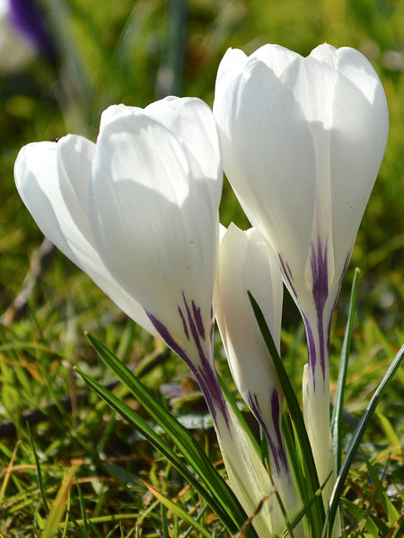 Crocus_Jeanne_Darc-4_grande.