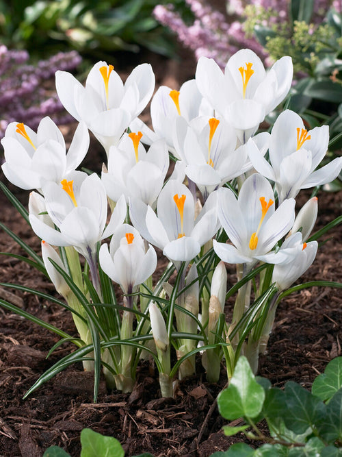 White crocus flower bulbs DutchGrown in the garden