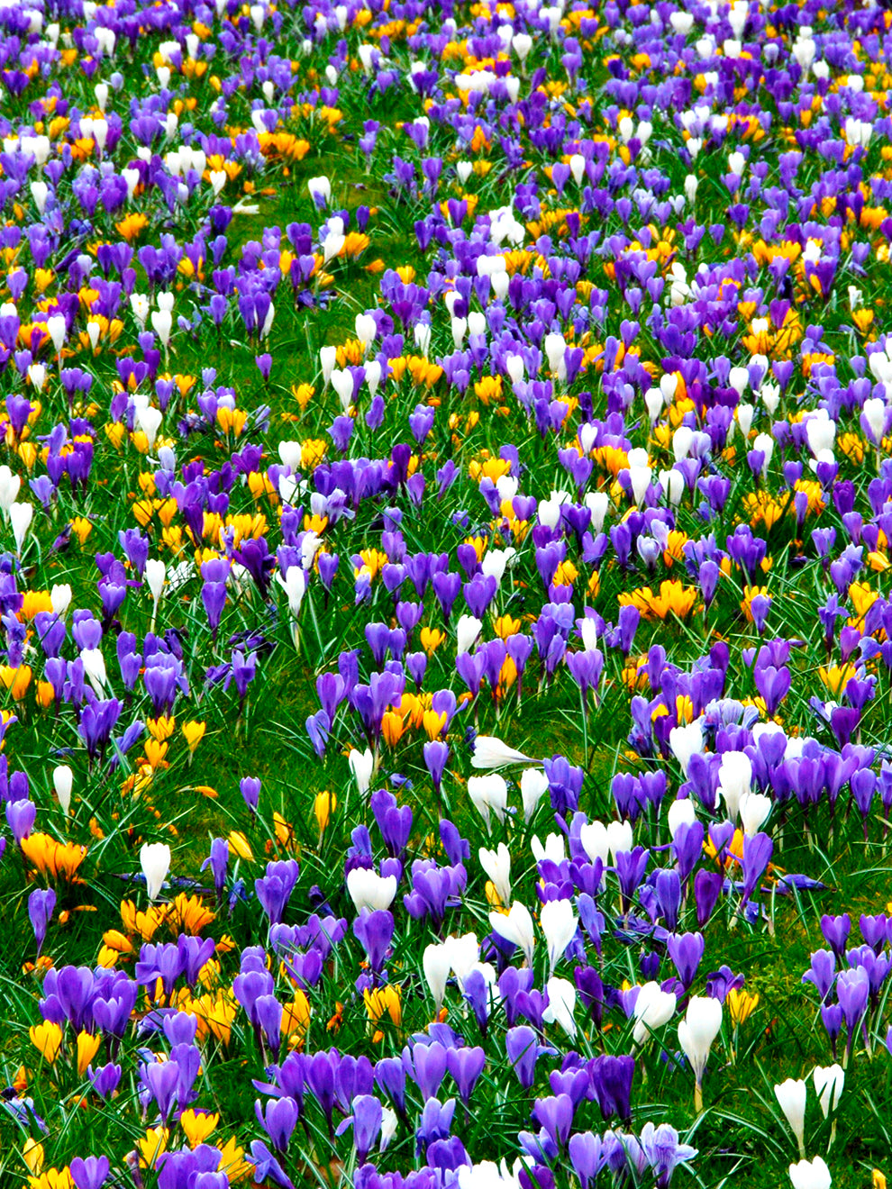 Crocus Jumbo Bulbs Mixed Order Online at DutchGrown™