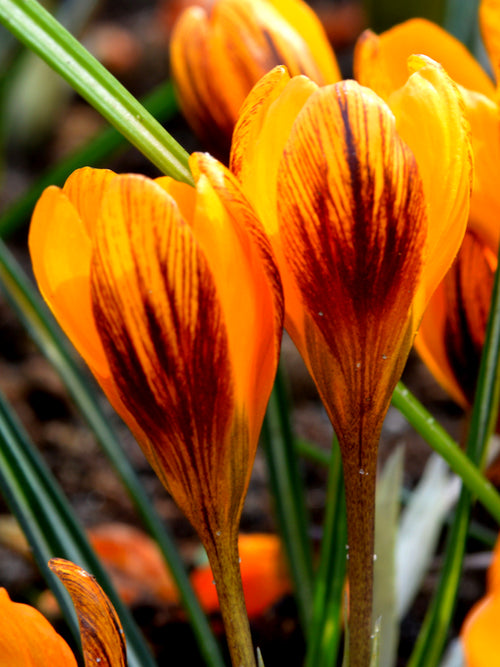 Orange Monarch crocus bulbs