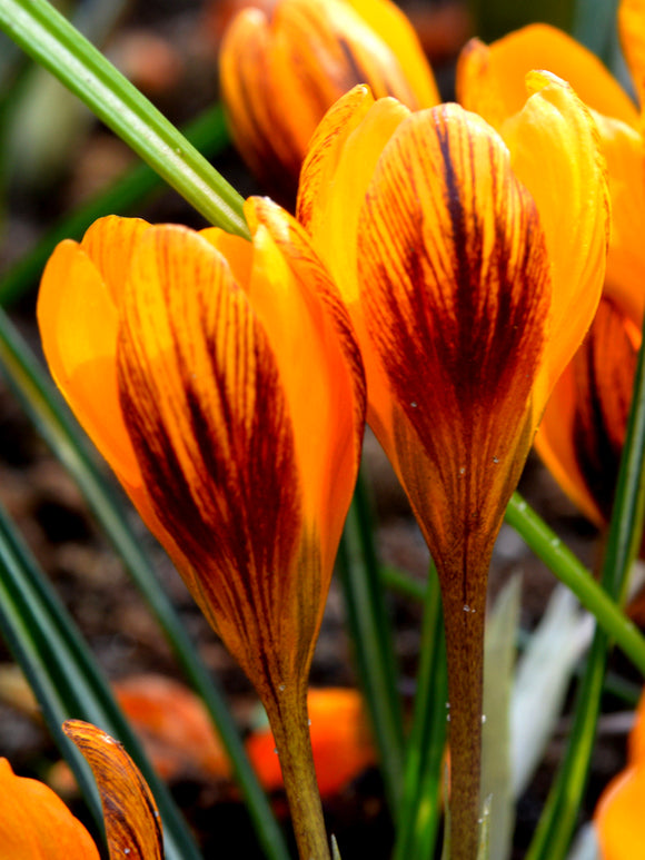 Orange Monarch crocus bulbs