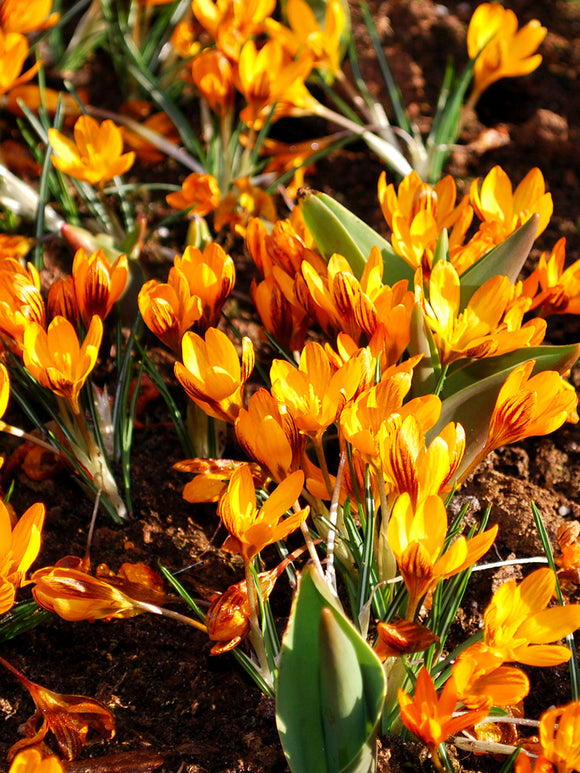 Crocus Orange Monarch