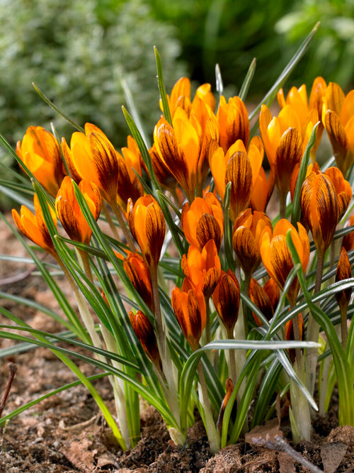 Orange Monarch crocus bulbs in group in the garden