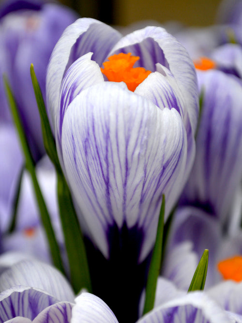 Crocus Pickwick King of the Stripes