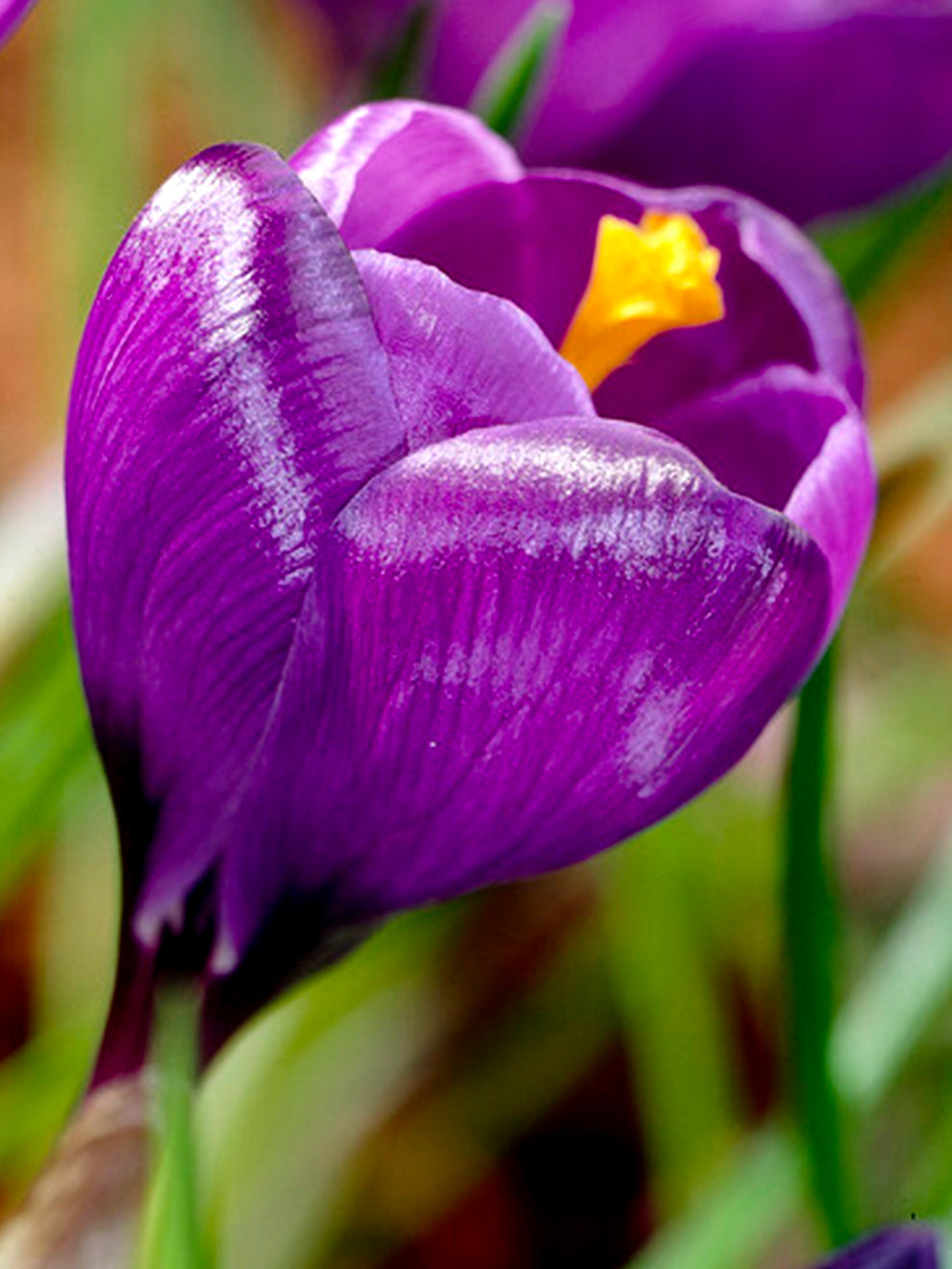 Red Crocus Spring Bulbs