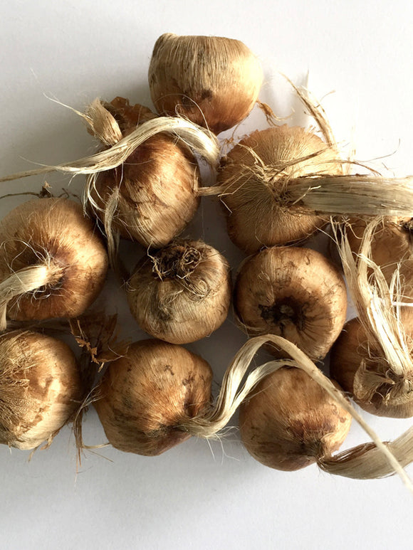 Top Quality Crocus Sativus Bulbs by DutchGrown