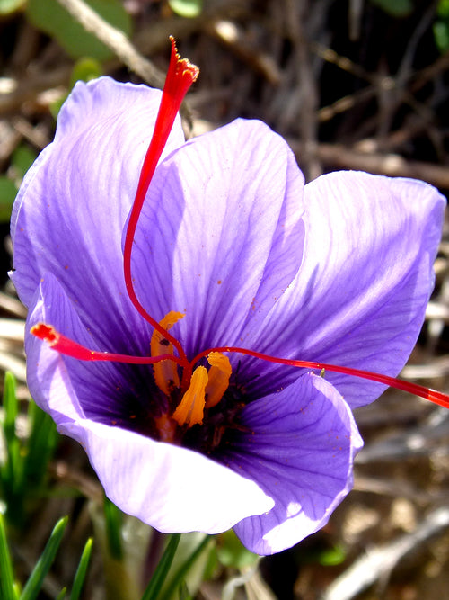 Saffron Crocus Bulbs - Crocus Sativus DutchGrown