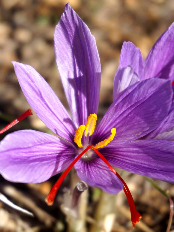 Crocus Sativus Bulbs (saffron)