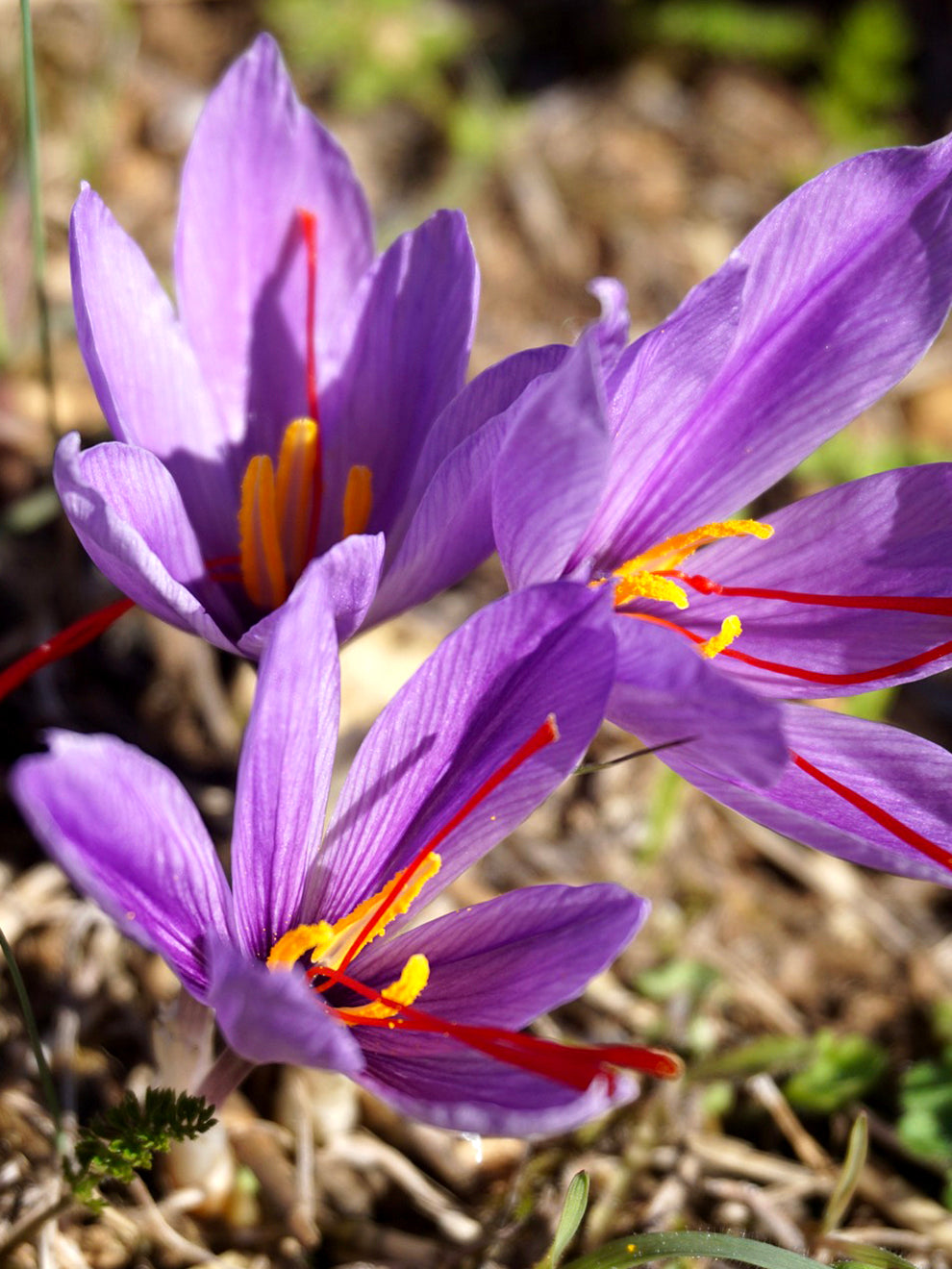 saffron flower seeds price Crocus Sativus (Saffron Crocus) Bulbs, Purple - 25 Bulbs