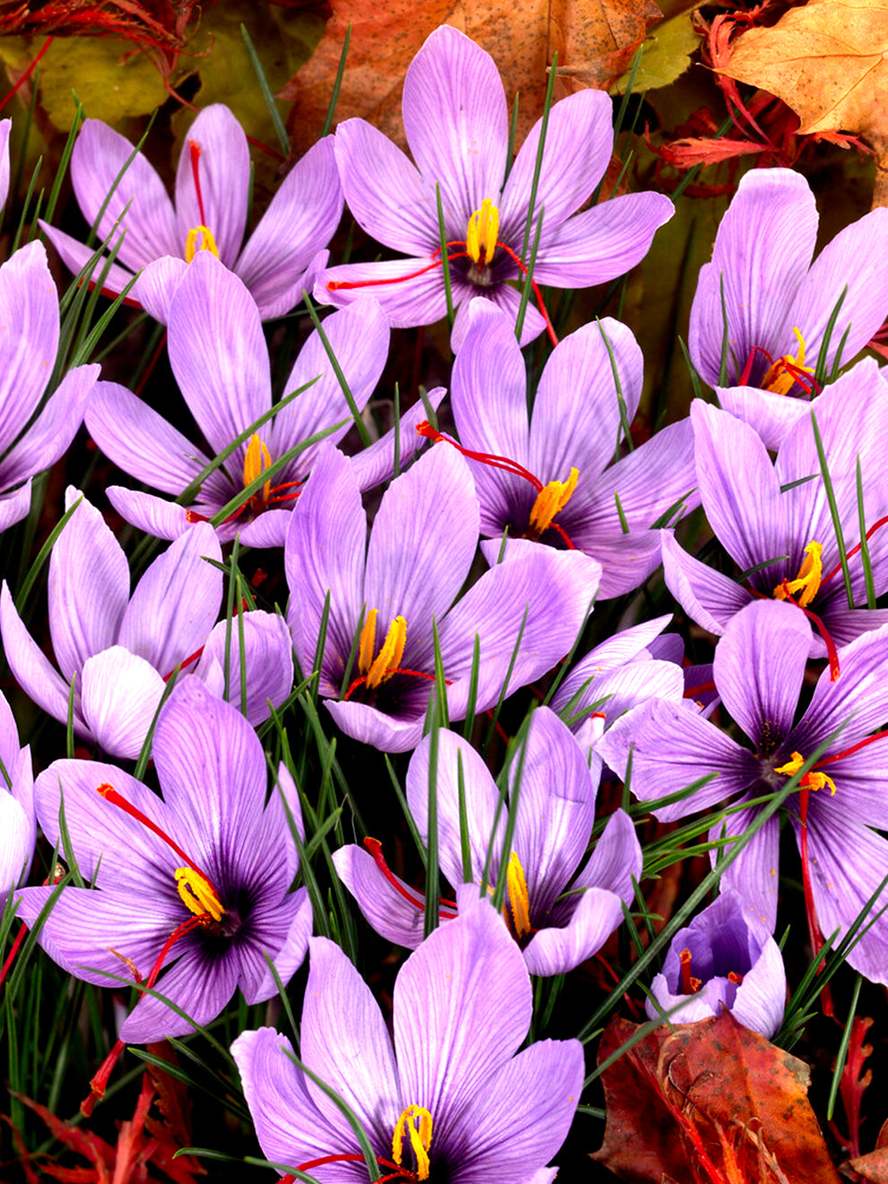 saffron flower seeds for sale Crocus Sativus (Saffron Crocus) Bulbs, Purple - 25 Bulbs