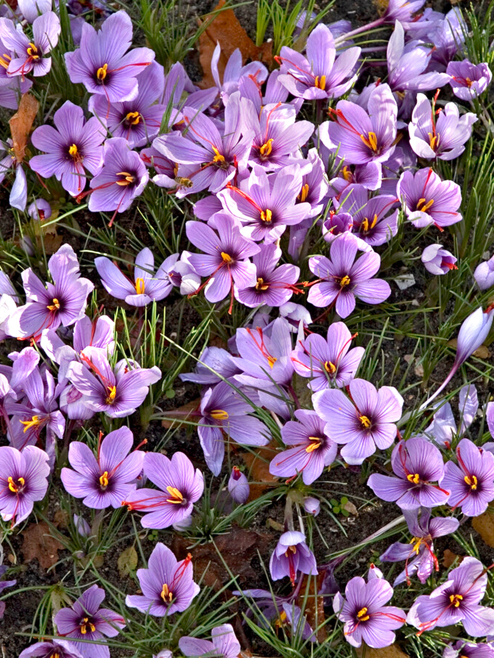 saffron flower seeds price Crocus Sativus (Saffron Crocus) Bulbs, Purple - 25 Bulbs