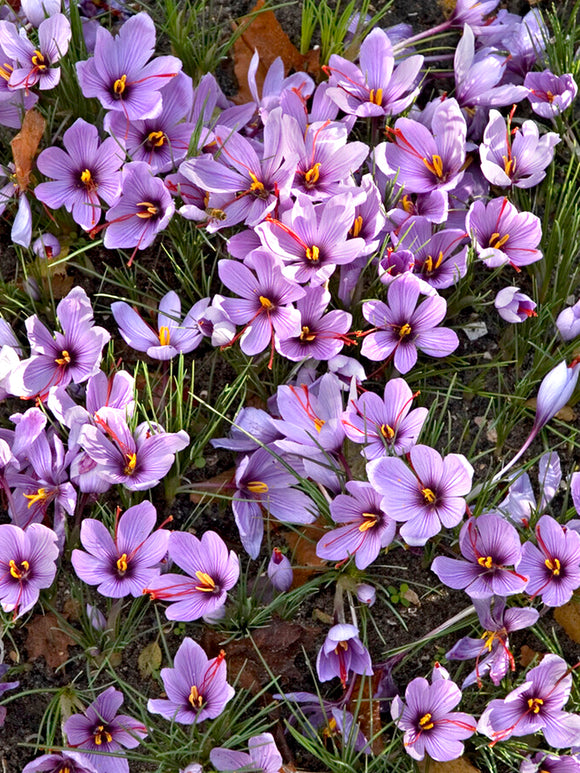 Crocus Sativus Bulbs (saffron) in group