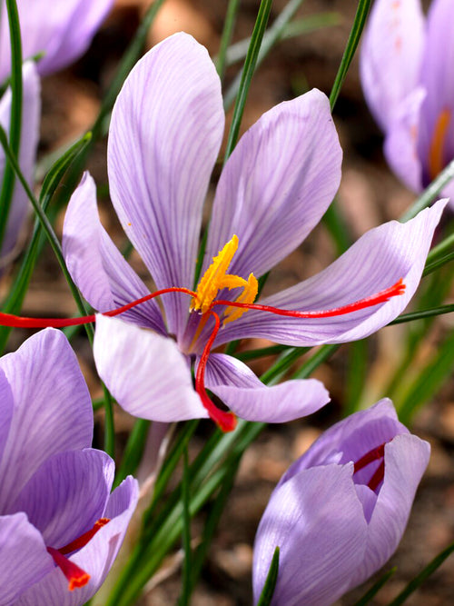 Crocus Sativus Bulbs (saffron) Top Quality