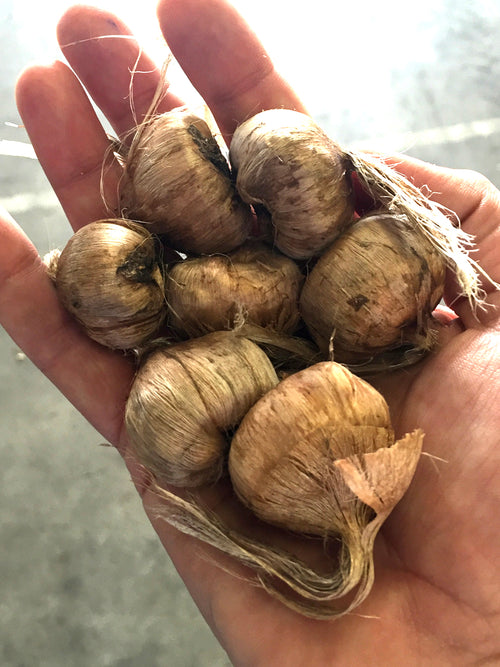 Saffron crocus bulbs in hand