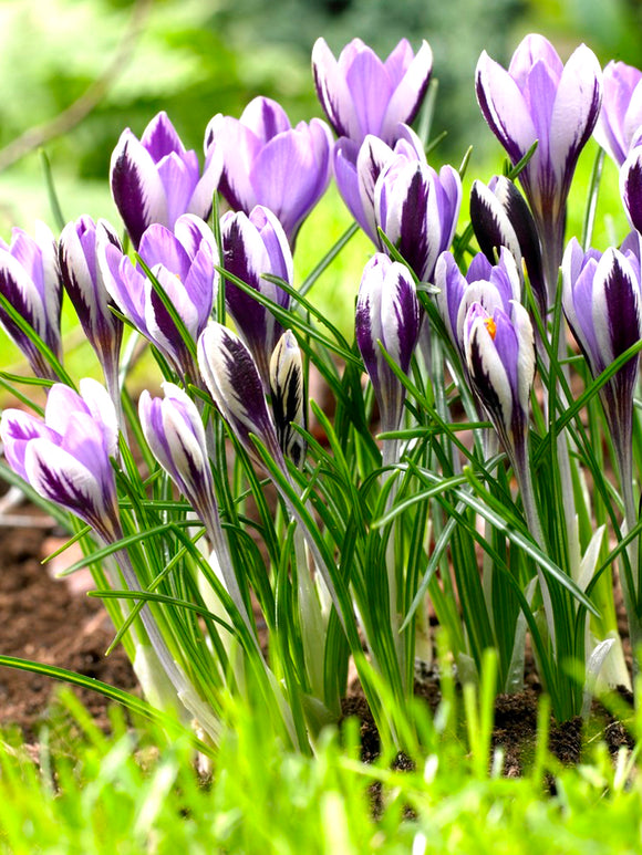 Crocus Spring Beauty - Purple White Blue Crocus Bulbs