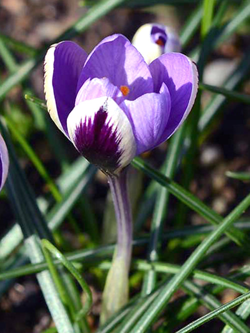 Crocus Flower Bulbs Purple White Spring Beauty