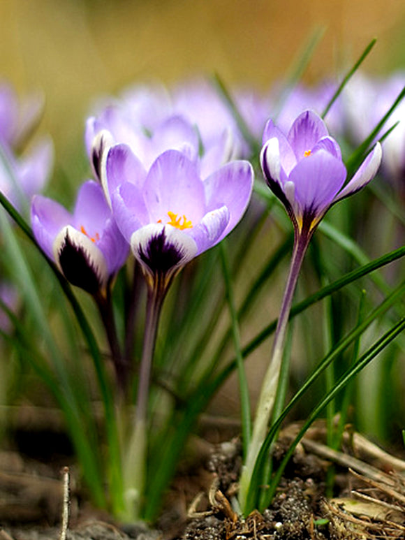 Crocus 'Spring Beauty' fall planting flower bulbs