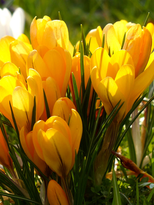 Yellow Crocus spring flowers