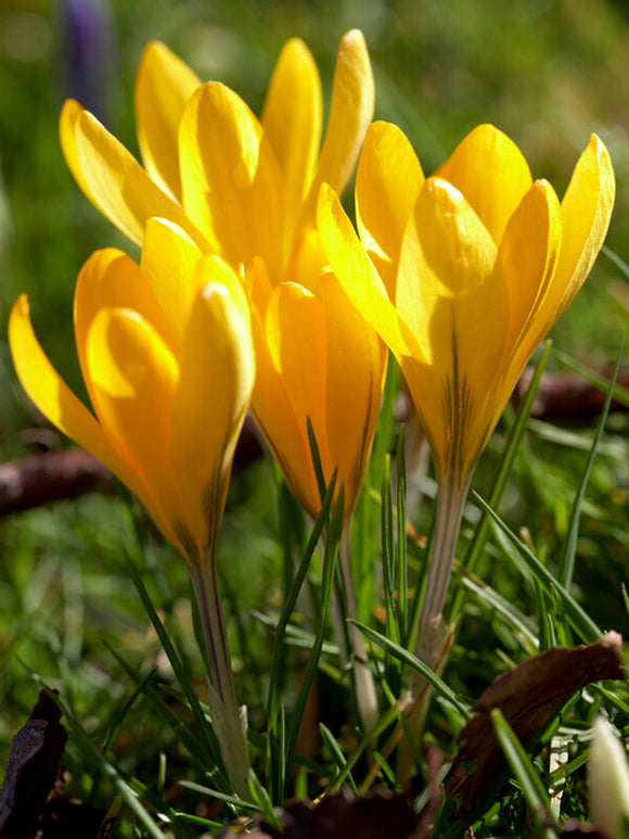 Yellow crocus flower bulbs fall planting