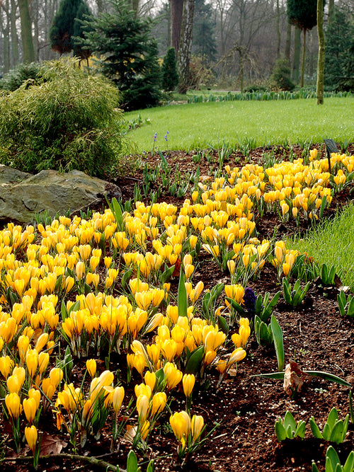 Yellow crocus flower bulbs fall planting in garden