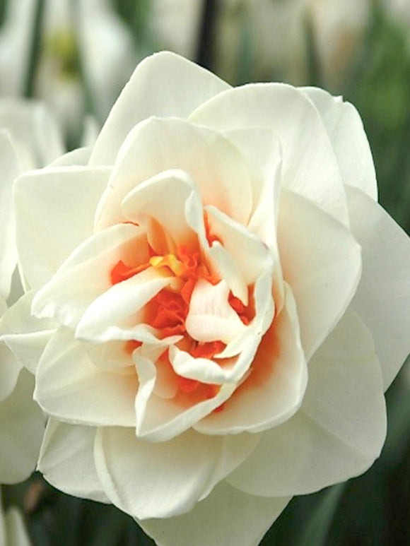 Daffodil Acropolis - Double White Narcissus with a red centre