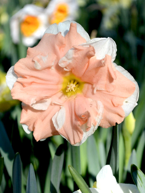 Daffodil Apricot Whirl
