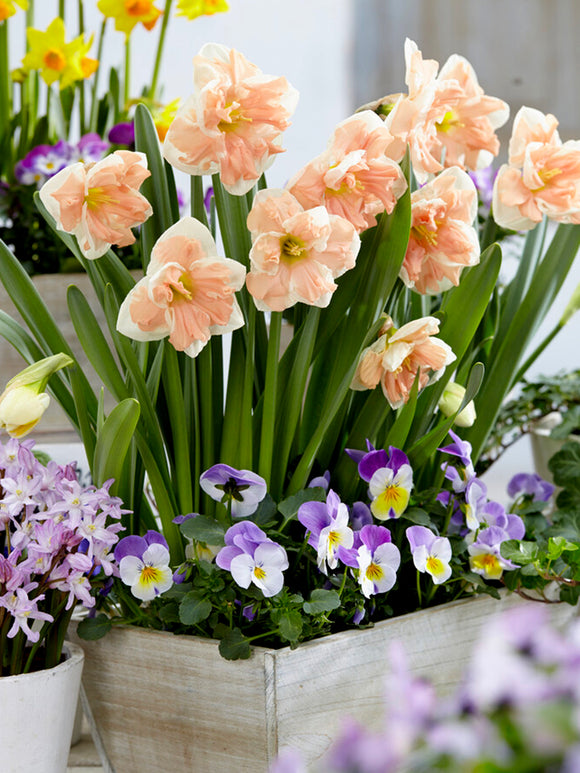 Daffodil Apricot Whirl in container DutchGrown