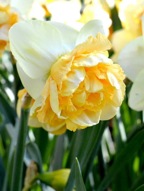Daffodil Art Design