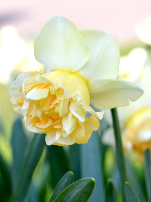 Daffodil Art Design - Fall Planted Narcissus bulbs