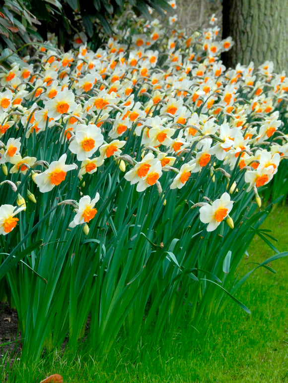 Daffodils Barret Browning