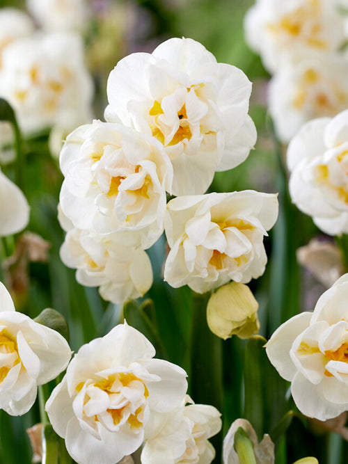 Narcissus Bridal Crown