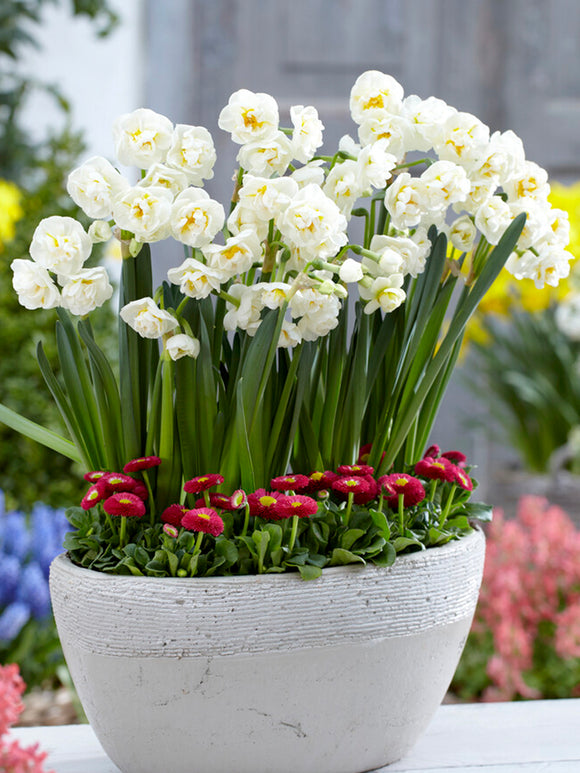 Daffodil (Narcissus) FRAGRANT Bridal Crown spring flower in pot