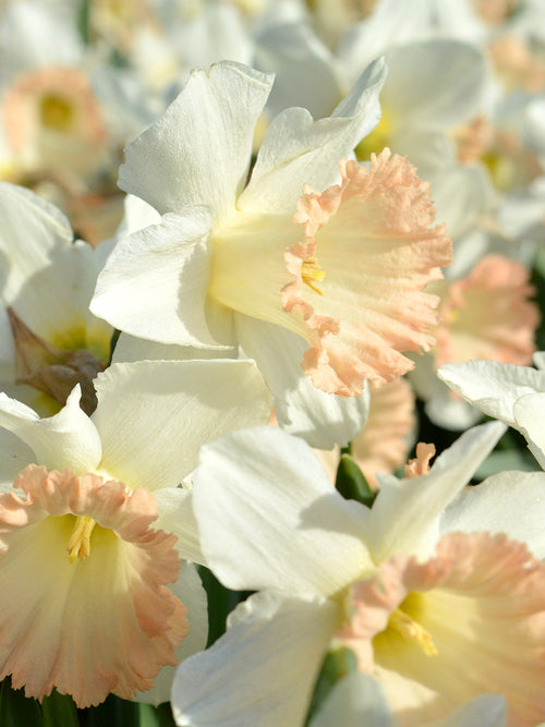Daffodil British Gamble white and pink narcissus USA