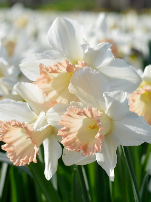 Daffodil Narcissus British Gamble Pink and white