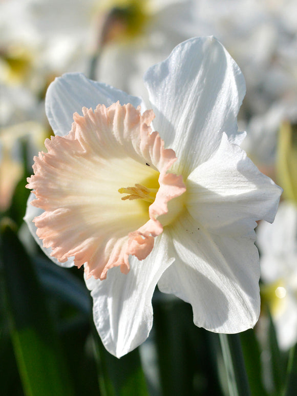 Daffodil British Gamble USA